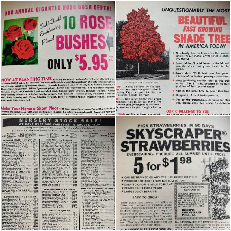 Workbasket Magazine March 1974 Advertisements roses, shade trees, nursery stock sale and skyscraper strawberries